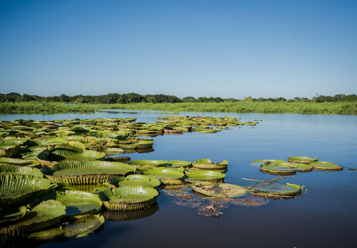 El maravilloso paraje santafesino en el cauce del Río Paraná