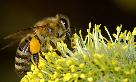 Descubren una abeja mitad macho y mitad hembra Descubren una abeja mitad macho y mitad hembra