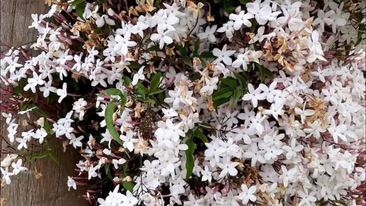 El jazm&iacute;n es una planta ideal que tambi&eacute;n puede crecer en taza.&nbsp;