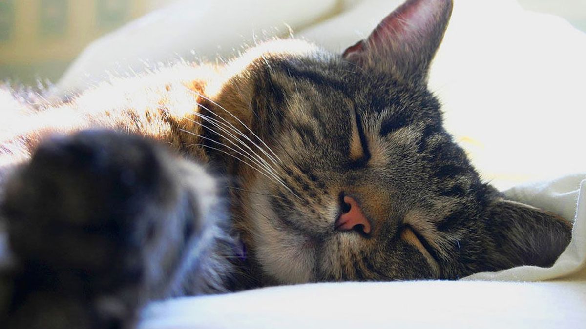 La perdida de una mascota puede ser algo doloroso y muchas veces imposible de superar.