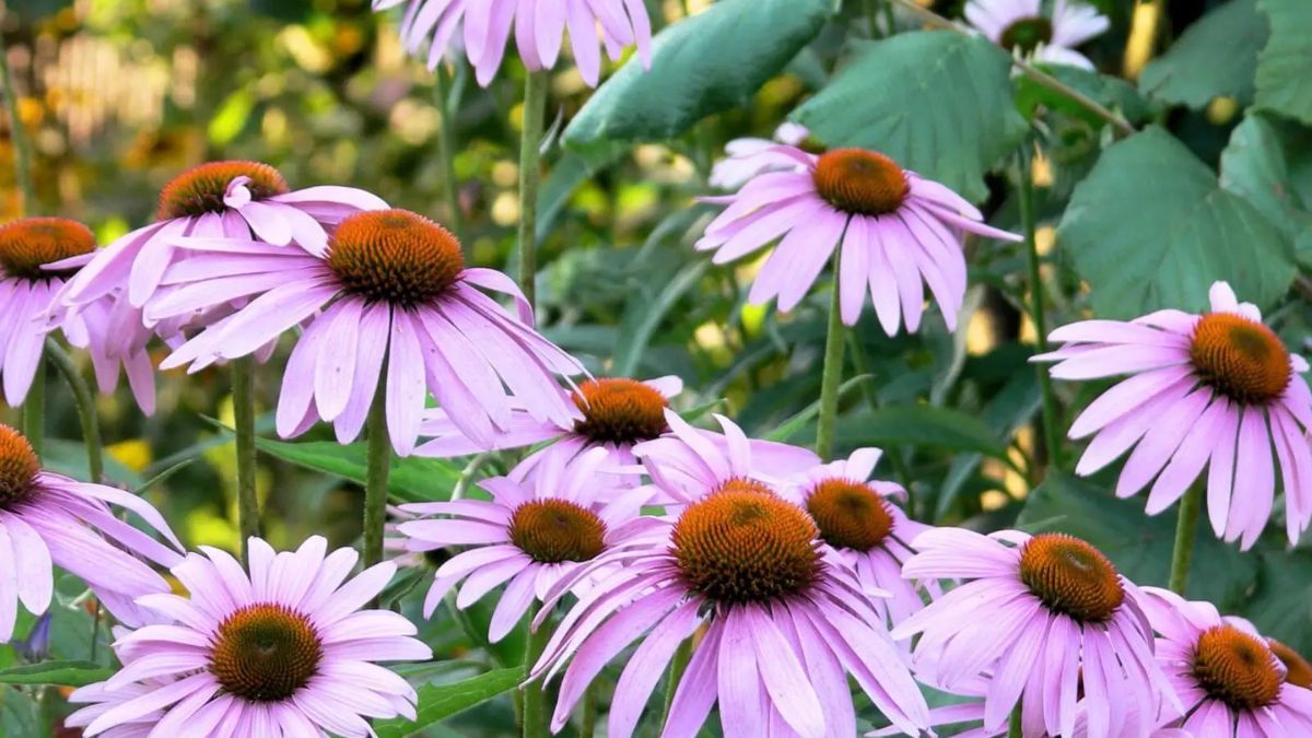El secreto de una flor que no se rinde al calor ni al paso del tiempo.