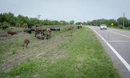 El pequeño productos puso un vallado para sus animales a la vera de la Ruta 1. El pequeño productos puso un vallado para sus animales a la vera de la Ruta 1.