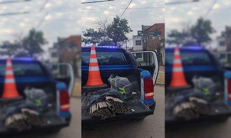 La policía detuvo al ladrón y recuperó las 26 hojas de aluminio de las persianas. La policía detuvo al ladrón y recuperó las 26 hojas de aluminio de las persianas.