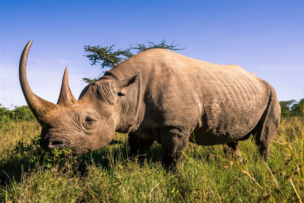 Día mundial del rinoceronte: ¿por qué se conmemora el 22 de septiembre?