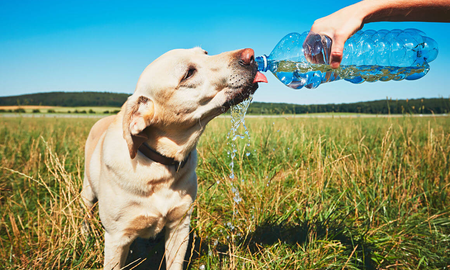 Guía para cuidar a las mascotas durante la ola de calor Guía para cuidar a las mascotas durante la ola de calor