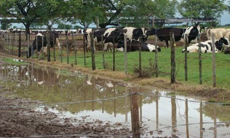 calor, lluvias y falta de infraestructura, el combo que afecta a la lecheria santafesina calor, lluvias y falta de infraestructura, el combo que afecta a la lecheria santafesina
