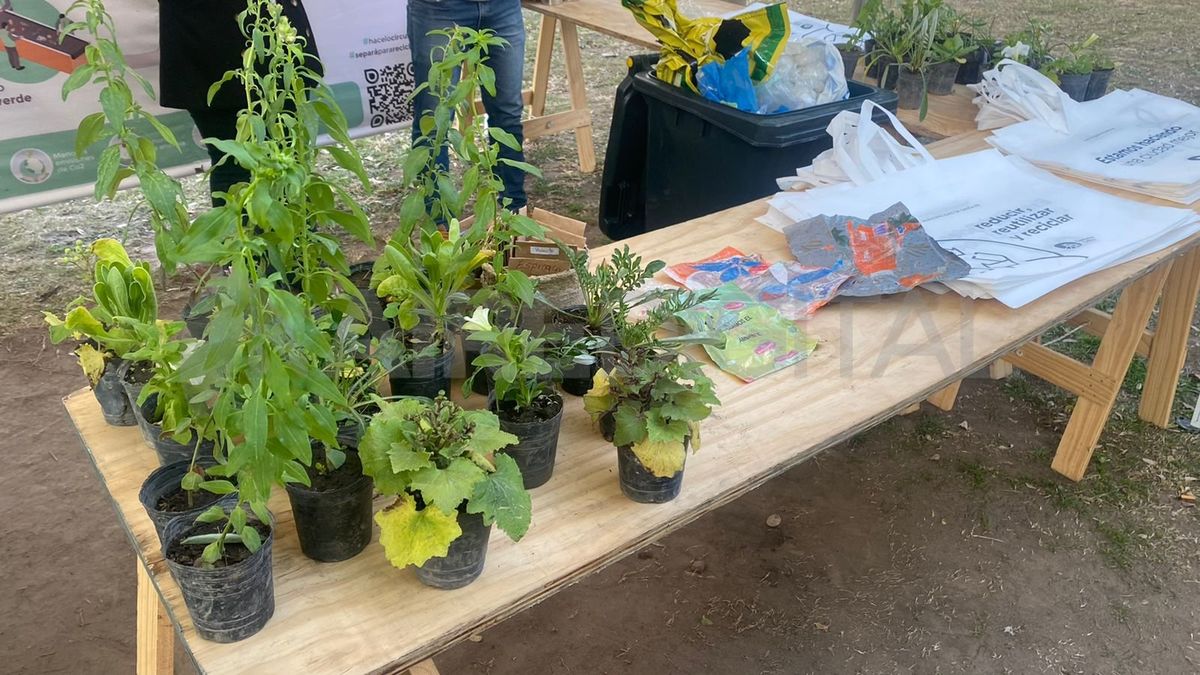 Cada 20 bolsas plásticas entregadas en el Eco Punto de Parque Alberdi, los vecinos recibirán a cambio chips, semillas y plantines.