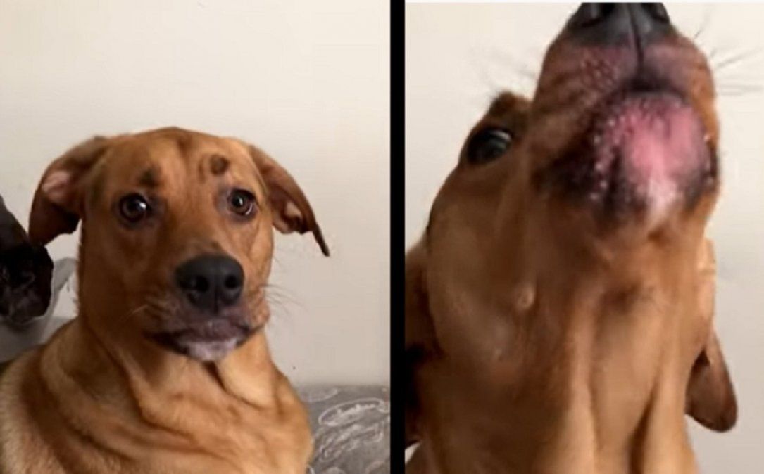 Video viral muestra como una perra de apoyo emocional es capaz de decir te amo en inglés.
