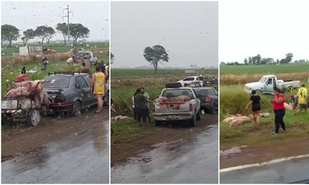 Los animales que quedaron con vida fueron arreados hasta un campo lindero a la espera de otro camión. Los animales que quedaron con vida fueron arreados hasta un campo lindero a la espera de otro camión.