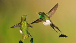 altText(Cómo se alimentan los colibrís)}