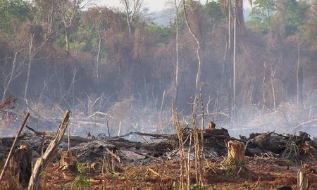 deforestacion en argentina: el monte chaqueno es un espejo de lo que pasa en el amazonas