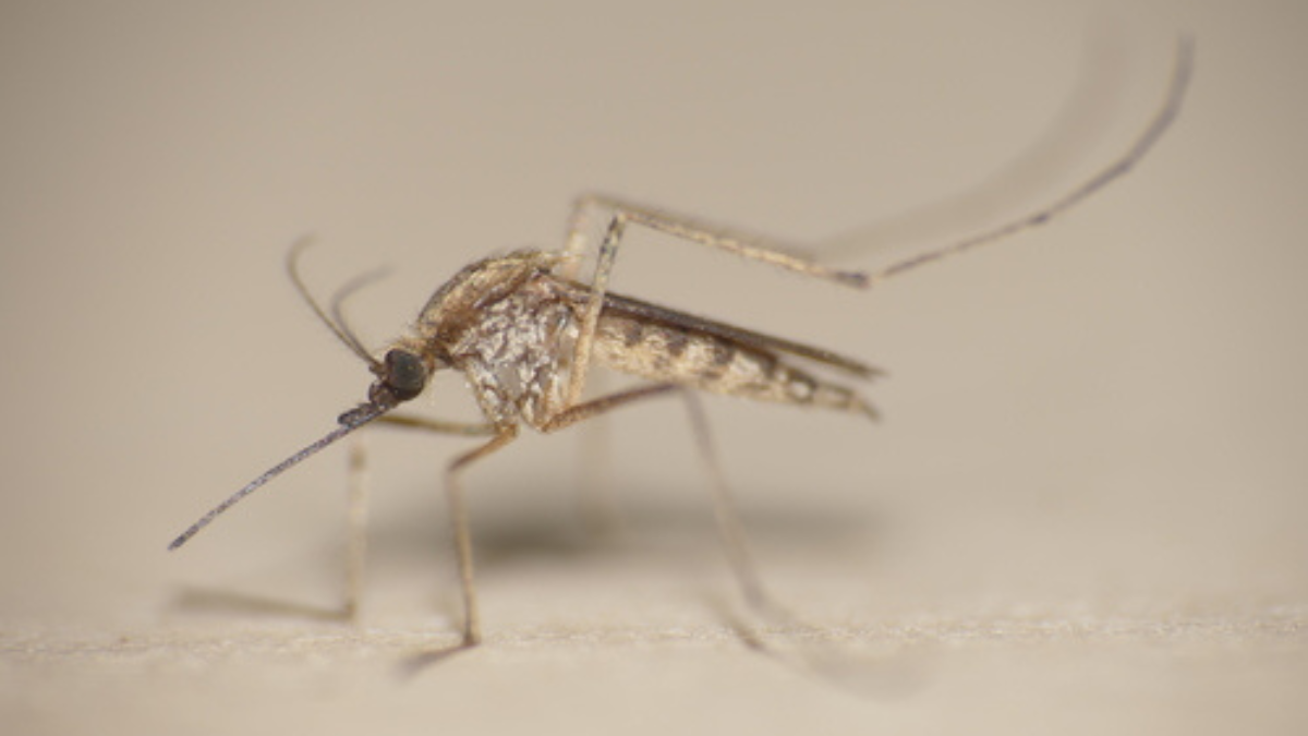 El Aedes albifasciatus es un mosquito 