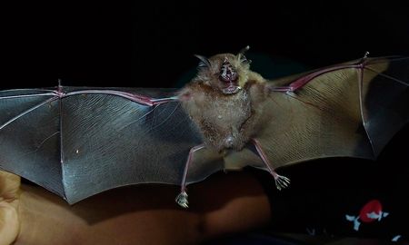 analisis geneticos en italia apuntan al murcielago como origen del coronavirus analisis geneticos en italia apuntan al murcielago como origen del coronavirus