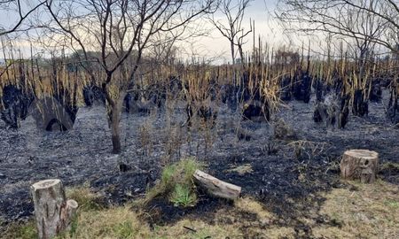 Se incendió la Reserva Natural Urbana del Oeste en Santa Fe y el Concejo convocó a funcionarios. Se incendió la Reserva Natural Urbana del Oeste en Santa Fe y el Concejo convocó a funcionarios.