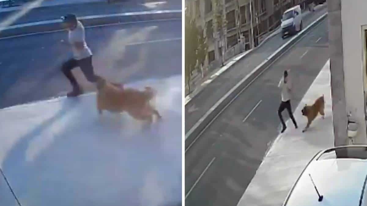 El hombre se encontraba caminando tranquilamente cuando el can salió al ataque.&nbsp;