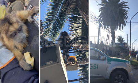 Rescataron un mono en una palmera en el norte de la ciudad de Santa Fe. Rescataron un mono en una palmera en el norte de la ciudad de Santa Fe.