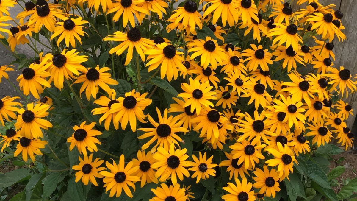 El secreto para tener un jardín lleno de color en primavera sin complicaciones.