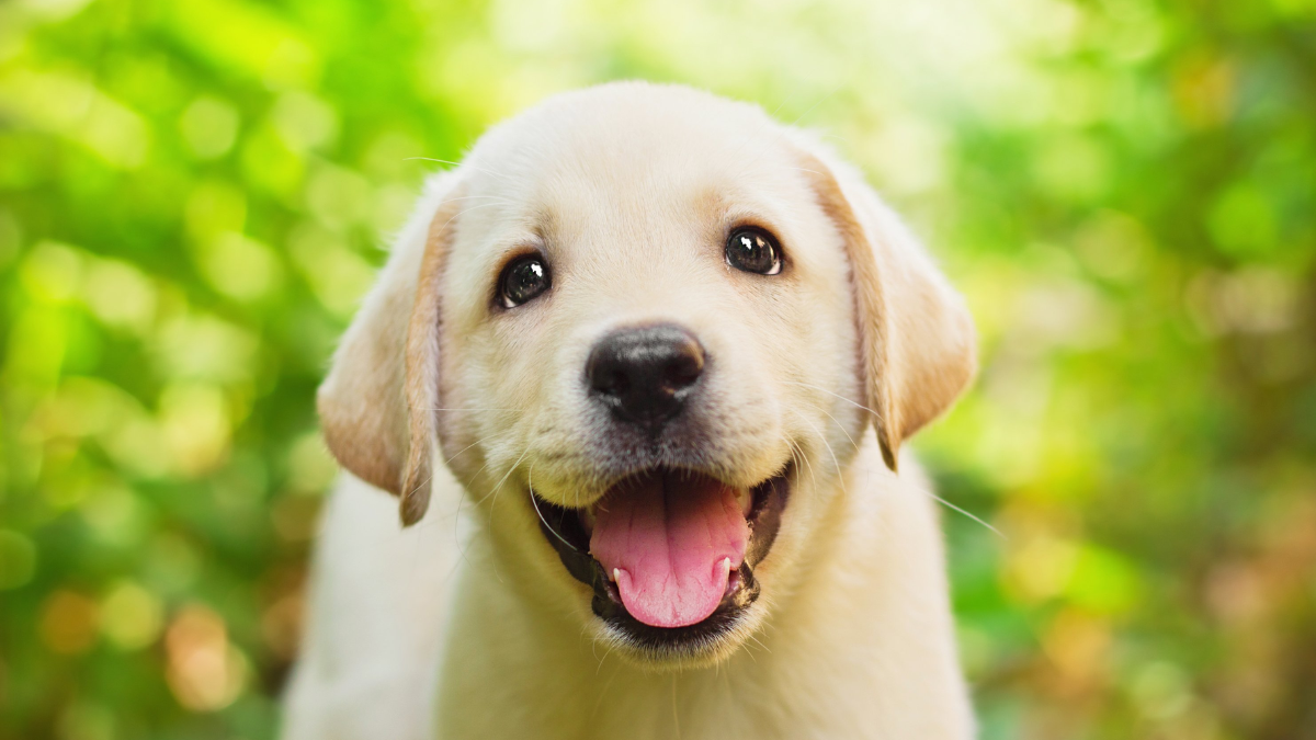 Según estudios, la reducción de enfermedades cardiovasculares por tener una mascota es altamente efectiva. Según estudios, la reducción de enfermedades cardiovasculares por tener una mascota es altamente efectiva.