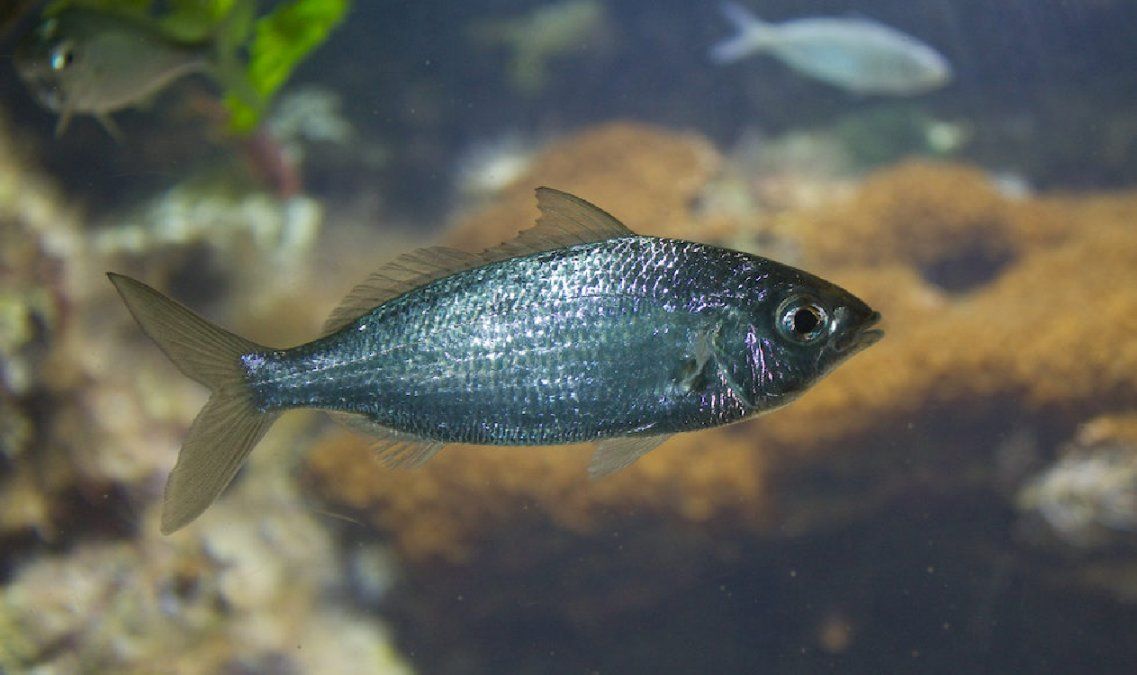 Un hombre pescó una mojarra mutante en Salta