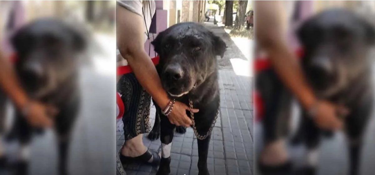 Horror en Viedma: le clavaron un cuchillo en la cabeza a un perro