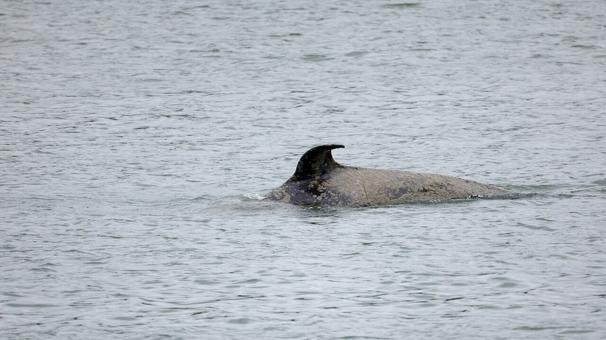 Una orca quedó encerrada en el río Sena y será sacrificada por sus gritos de angustia