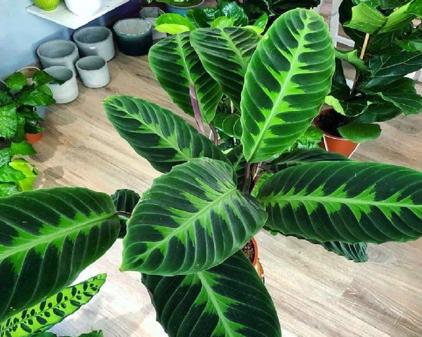 Un buen aporte de alimento en forma de abono