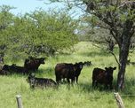 Desde 2022, el establecimiento productivo El Carayá, ubicado en el centro-norte de Entre Ríos, lleva adelante un proyecto de ganadería sustentable en bosques nativos. Desde 2022, el establecimiento productivo El Carayá, ubicado en el centro-norte de Entre Ríos, lleva adelante un proyecto de ganadería sustentable en bosques nativos.