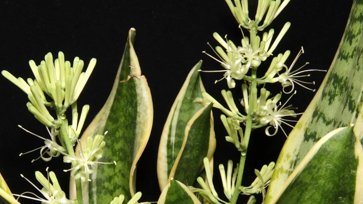 La especia que ayuda a que la lengua de suegra florezca.&nbsp;