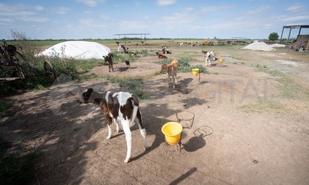 Cada vez más empresas lácteas, especialmente las exportadoras, exigen que los tambos cumplan con estándares de bienestar animal Cada vez más empresas lácteas, especialmente las exportadoras, exigen que los tambos cumplan con estándares de bienestar animal