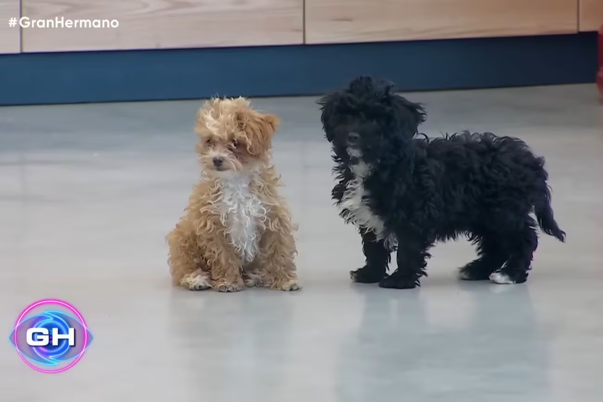 Caramelo y Mora, los cachorros de Gran Hermano. Caramelo y Mora, los cachorros de Gran Hermano.