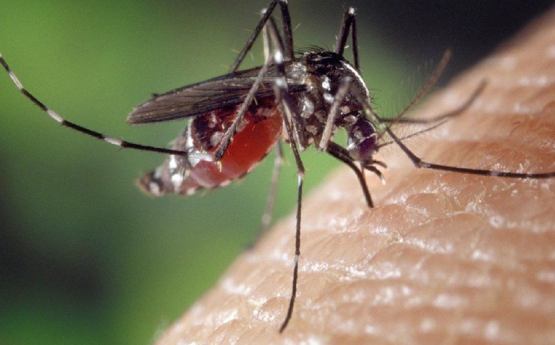 El truco infalible para repeler mosquitos: casero