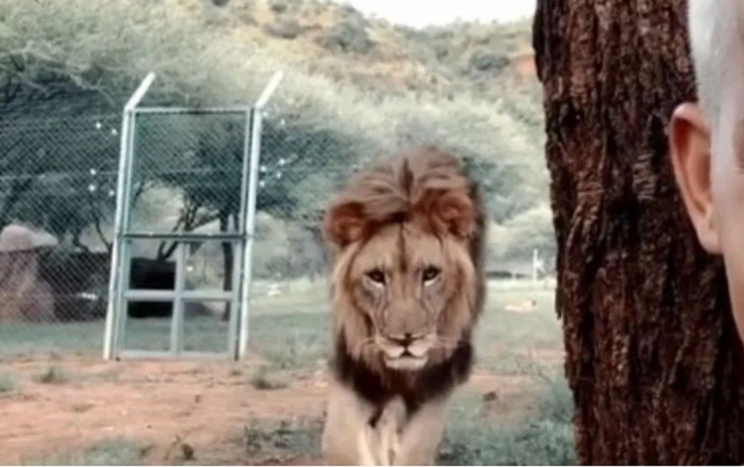 Final increíble: se hacía una selfie y detrás suyo apareció un león