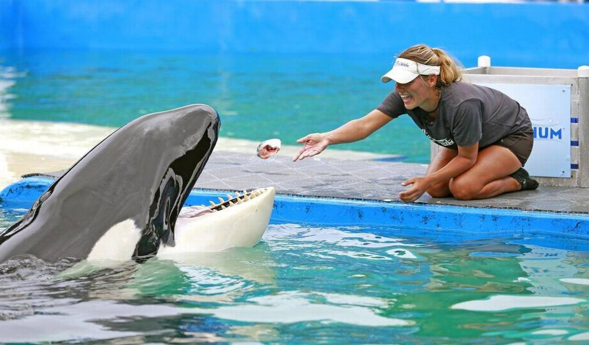 Gracias a asociaciones interesadas por el bienestar de las ballenas, Lolita la Orca podrá retornar a los océanos.