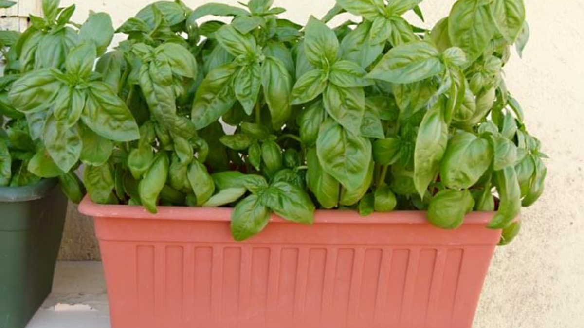 Los cuidados para una albahaca saludable en verano.&nbsp;