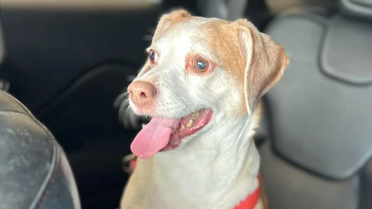 Una mujer abandonó a su perra de 14 años en el aeropuerto porque no podía llevarla en el avión