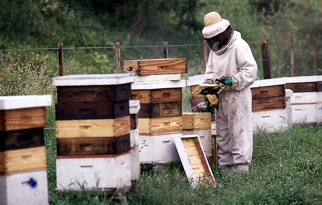 Santa Fe cuenta con 1.419 apicultores inscriptos en el Registro Nacional de Productores Apícolas (Renapa) con un total de 393.095 colmenas.