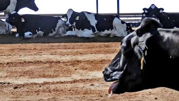 estres calorico en bovinos: vienen dias criticos para rodeos de carne y leche estres calorico en bovinos: vienen dias criticos para rodeos de carne y leche