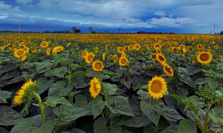 Lote con girasol; uniforme, muy buen estado a excelente, en etapa de floración, en el centro del departamento General Obligado. Lote con girasol; uniforme, muy buen estado a excelente, en etapa de floración, en el centro del departamento General Obligado.