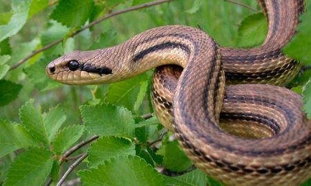una serpiente se escapo y alarmo a todos en un colectivo una serpiente se escapo y alarmo a todos en un colectivo