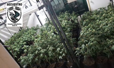 Durante el procedimiento, se secuestraron 202 plantines, 30 plantas enraizadas, 90 mini plantines, dos balanzas de precisión, dos teléfonos celulares, alrededor de un millón de pesos, 2.840 dólares, siete frascos con flores secas de cannabis, dos recipientes llenos de marihuana y una importante cantidad de papelillos para el armado de cigarrillos. Durante el procedimiento, se secuestraron 202 plantines, 30 plantas enraizadas, 90 mini plantines, dos balanzas de precisión, dos teléfonos celulares, alrededor de un millón de pesos, 2.840 dólares, siete frascos con flores secas de cannabis, dos recipientes llenos de marihuana y una importante cantidad de papelillos para el armado de cigarrillos.