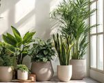 Las plantas resistentes al frío y a la calefacción que son ideales para interiores. Las plantas resistentes al frío y a la calefacción que son ideales para interiores.
