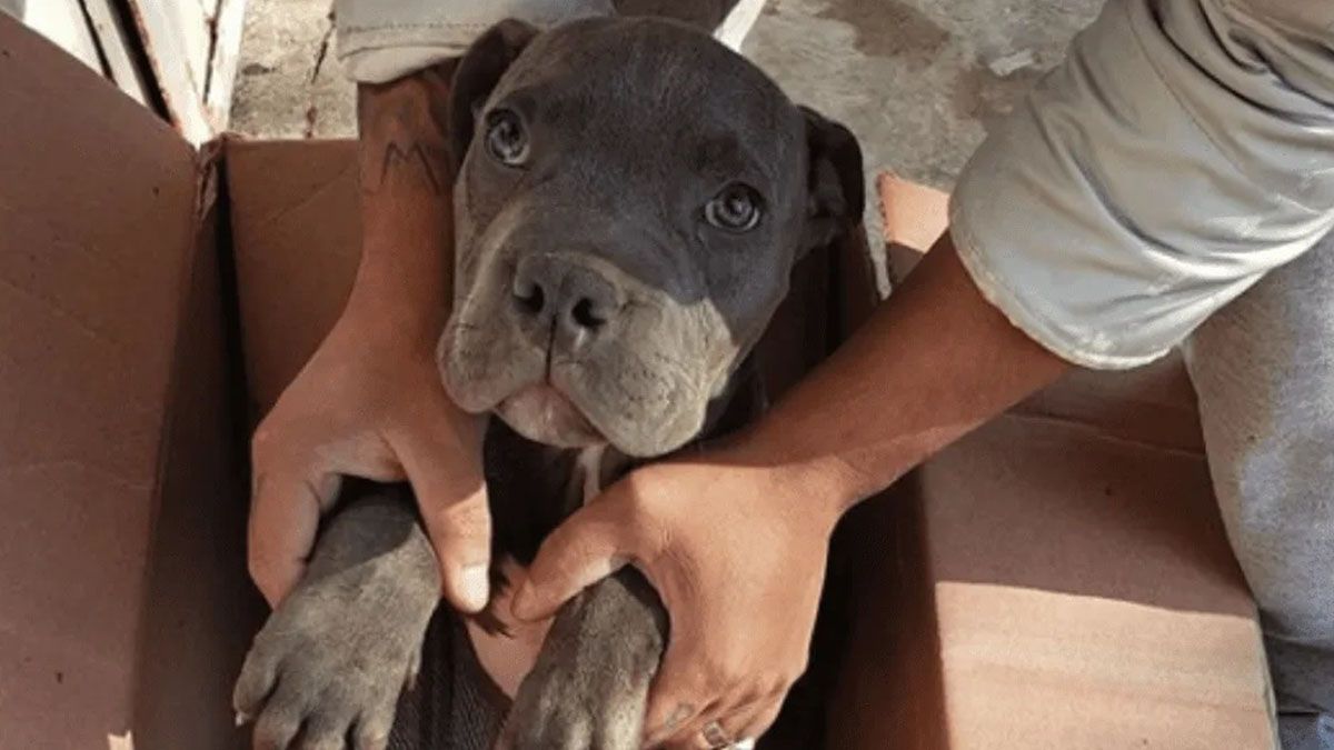 Un niño dejó a su perrito en un refugio para que su papá deje de pegarle