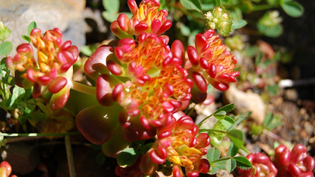 Seculentas sedum.