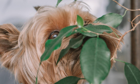 Tener plantas en casa no solo mejora la estética y el ambiente, sino que también tiene beneficios para la salud, tanto para los humanos como para los animales. Tener plantas en casa no solo mejora la estética y el ambiente, sino que también tiene beneficios para la salud, tanto para los humanos como para los animales.