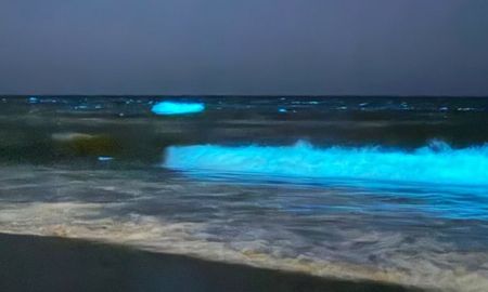 El brillo nocturno del mar se intensifica cuando aumentan la temperatura del agua y la concentración de noctilucas. El brillo nocturno del mar se intensifica cuando aumentan la temperatura del agua y la concentración de noctilucas.