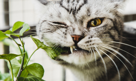Estimulación natural: El Catnip y la Menta Gatuna son herramientas ideales para enriquecer el ambiente de los gatos que viven en departamentos. Estimulación natural: El Catnip y la Menta Gatuna son herramientas ideales para enriquecer el ambiente de los gatos que viven en departamentos.