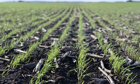 trigo en entre rios: costos en alza y caida del area ponen presion a la campana trigo en entre rios: costos en alza y caida del area ponen presion a la campana