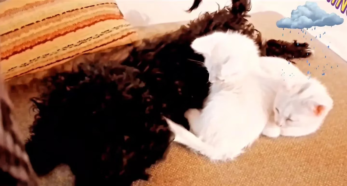 Morita está muy encariñada con los gatos bebés que se sumaron a la familia Ginocchio. (Foto: instagram/moraizcaro)