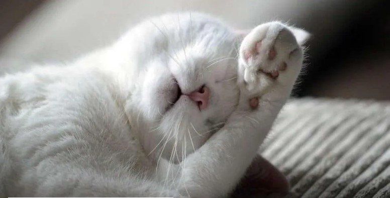 El extraño caso de Chimera, el gato con cara de humano