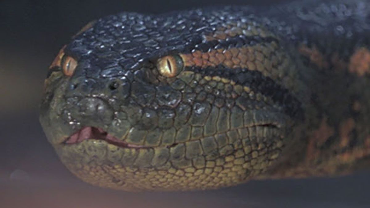 La anaconda es una especie de serpiente constrictora de la familia de las boas. Se hallan en los r&iacute;os del tr&oacute;pico de Sudam&eacute;rica. La m&aacute;s grande puede medir m&aacute;s de 7 metros.